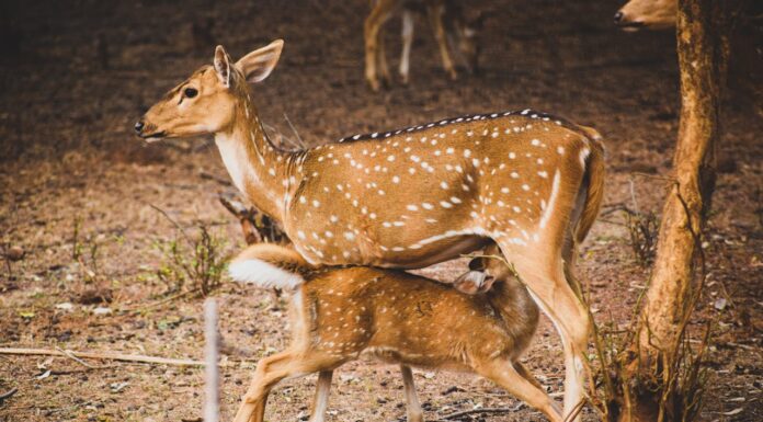 Why Did This Mama Deer Bring Her Fawns to a Dog?