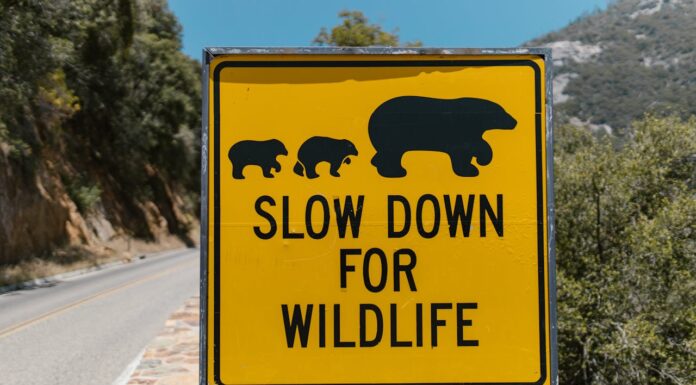 Watch How This Officer Saved a Bear Cub at Great Personal Risk