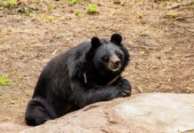 Free at Last: Black Bear Enjoys Sunny Shower After 25 Years in a Circus