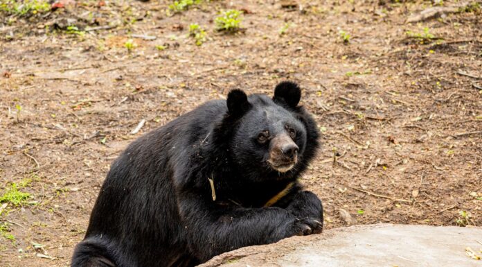 Free at Last: Black Bear Enjoys Sunny Shower After 25 Years in a Circus