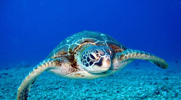 Is This the Biggest Sea Turtle You’ve Ever Seen?