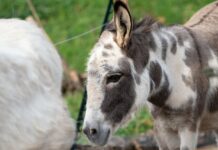 Would You Adopt an Abandoned Donkey? This Family Did!