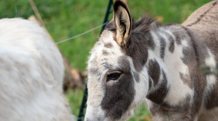 Would You Adopt an Abandoned Donkey? This Family Did!
