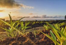 20 Years of Planting: How a Couple Saved Thousands of Animals