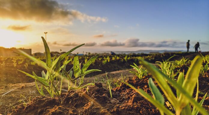 20 Years of Planting: How a Couple Saved Thousands of Animals