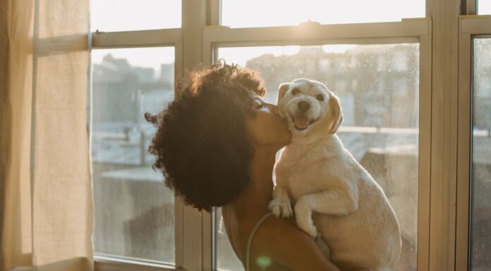 This Hero Dog’s Unshakable Loyalty Will Melt Your Heart