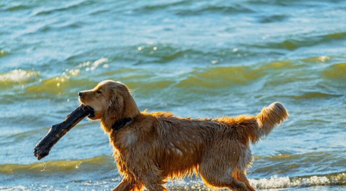 What Happens When a Chained Dog Sees the Ocean for the First Time?