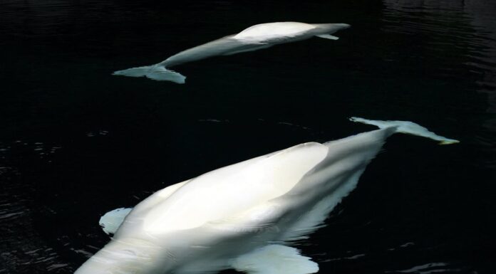 Beluga in Trouble? Not on These Boys’ Watch!