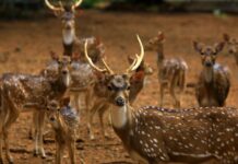 Why This Fawn Refuses to Leave Her Hero Behind?