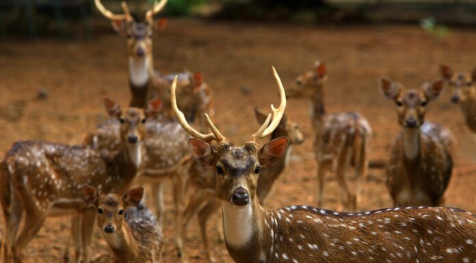 Why This Fawn Refuses to Leave Her Hero Behind?