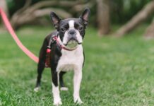 A Boston Terrier’s Quick Thinking Saved a Baby’s Life—Here’s How