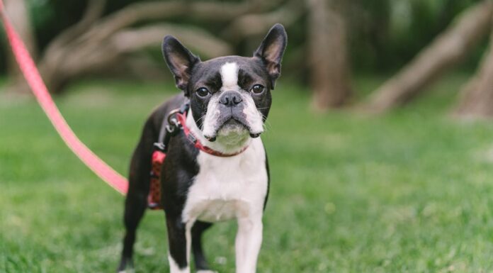 A Boston Terrier’s Quick Thinking Saved a Baby’s Life—Here’s How