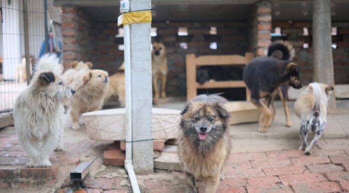 Turning a Farm into an Animal Sanctuary: One Man’s Incredible Journey