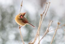 Have You Ever Seen a Yellow Cardinal? This One Is Truly Unique