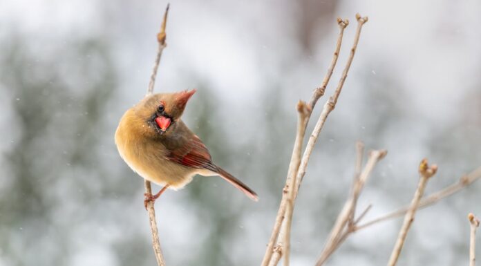 Have You Ever Seen a Yellow Cardinal? This One Is Truly Unique