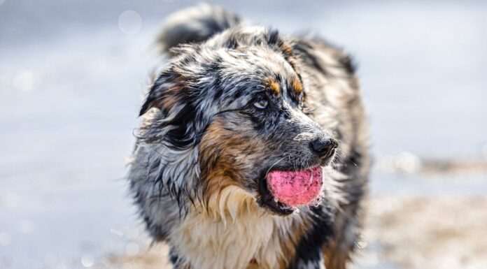 Could This Be the Cutest Oreo-Inspired Puppy Ever?