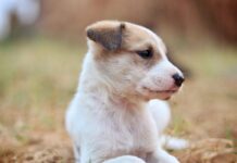 A Puppy with Green Fur? Meet Pistachio!