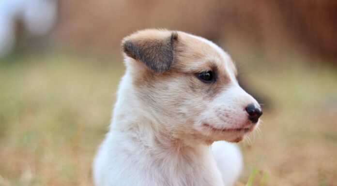A Puppy with Green Fur? Meet Pistachio!