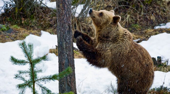 Bear + Old Mattress = Chill Mode Activated
