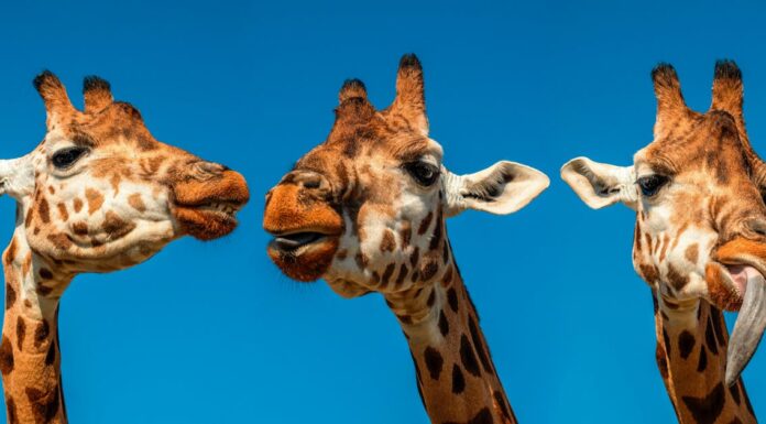 11 Photos That Show How Weird Life Can Be for Wild Animals