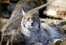 Forget Catwalks—This Lynx Takes Elegance to the Streets of Canada