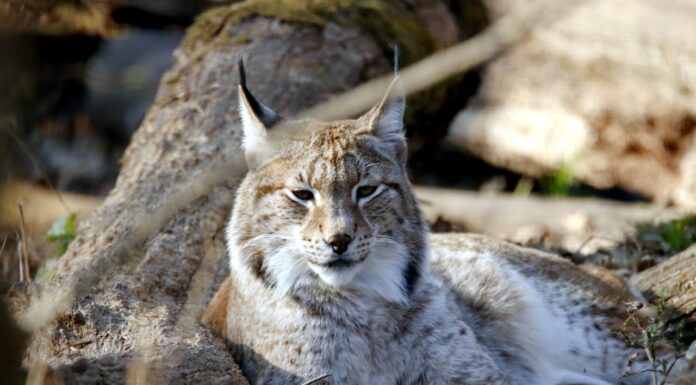 Forget Catwalks—This Lynx Takes Elegance to the Streets of Canada