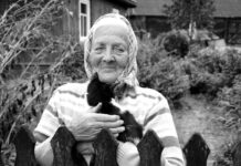 Grandmother Follows Her Beloved Cat to the Other Side on the Same Day