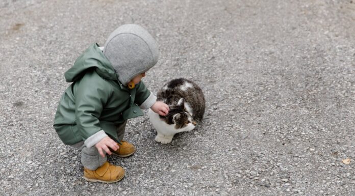 Stray Cat Steps In to Save a Baby Left in the Cold