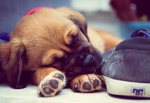 Tiny Puppy Using a Shoe for Shelter Finds a New Home