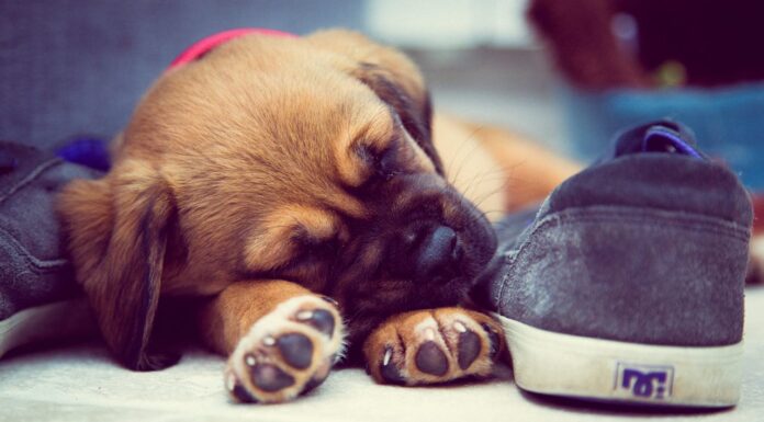 Tiny Puppy Using a Shoe for Shelter Finds a New Home