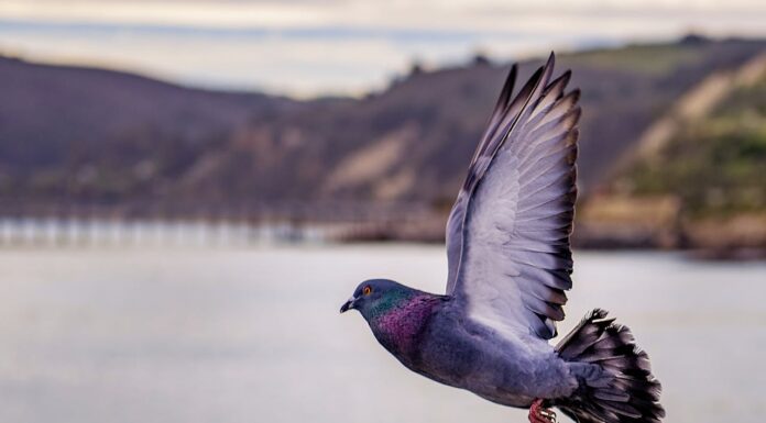 Think You Know Pigeons? Think Again!