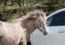 When a Donkey Meets a Cop Car, You Know It’s a Must-Read Story!
