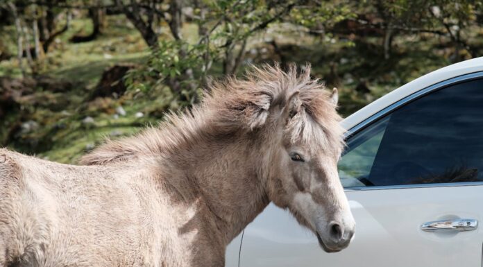 When a Donkey Meets a Cop Car, You Know It’s a Must-Read Story!