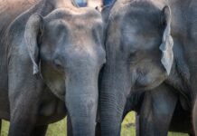 Blind Elephant Finds Love and Acceptance in Sanctuary Herd