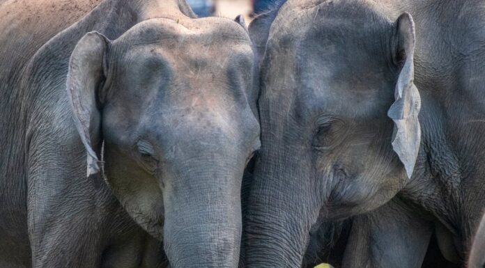 Blind Elephant Finds Love and Acceptance in Sanctuary Herd