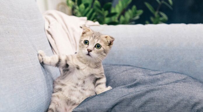 11 Animal Photos That Were Captured at the Perfect Second