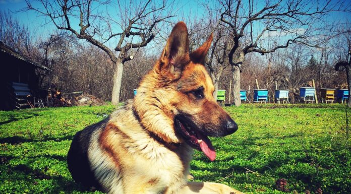 You Won’t Believe How Close This Dog and Owl Are