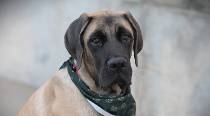 Lost Dog Rings Doorbell at Night—Owners Can’t Believe It!