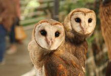 What Happens When Two Owls Meet?