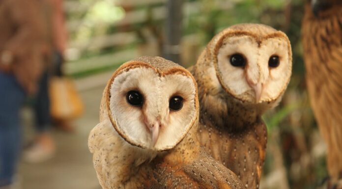 What Happens When Two Owls Meet?