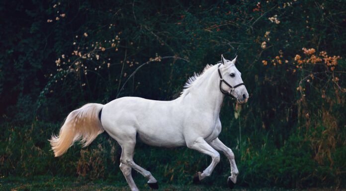 A Rare Surprise: Twin Foals Born Healthy to an Elderly Mare