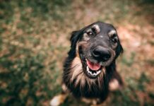 Would You Adopt This Dog Just for His Adorable Smile? Someone Did!