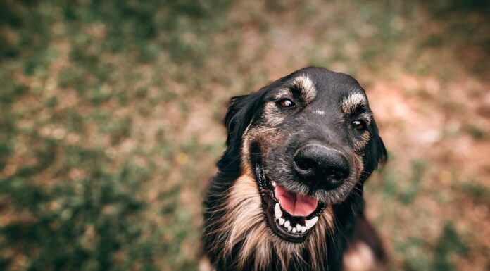 Would You Adopt This Dog Just for His Adorable Smile? Someone Did!