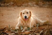 Golden Retriever Plays Daddy to Adorable Bunnies