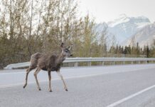Proof of a Mother’s Love: Deer Saves Her Baby from a Dangerous Road