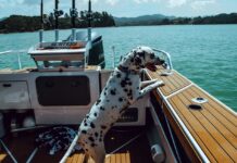 Whale and Dog Kiss During a Boat Ride—And It’s Adorable!
