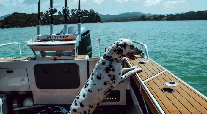 Whale and Dog Kiss During a Boat Ride—And It’s Adorable!