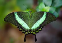 1,400 Species, and We Barely Know a Thing About Them