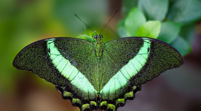 1,400 Species, and We Barely Know a Thing About Them