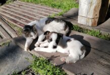 Who Needs Words? Stray Cat Comforts Puppy in Heartfelt Moment